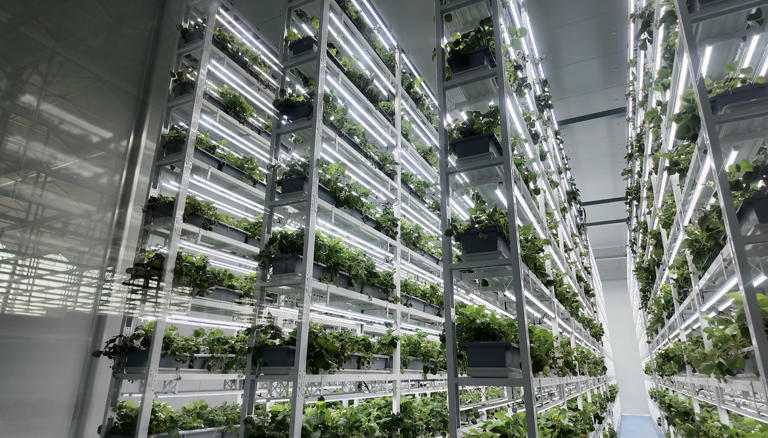 产值跃升30倍！长三角最大数智植物工厂投用，以“全环境因子调控”重新定义未来农业